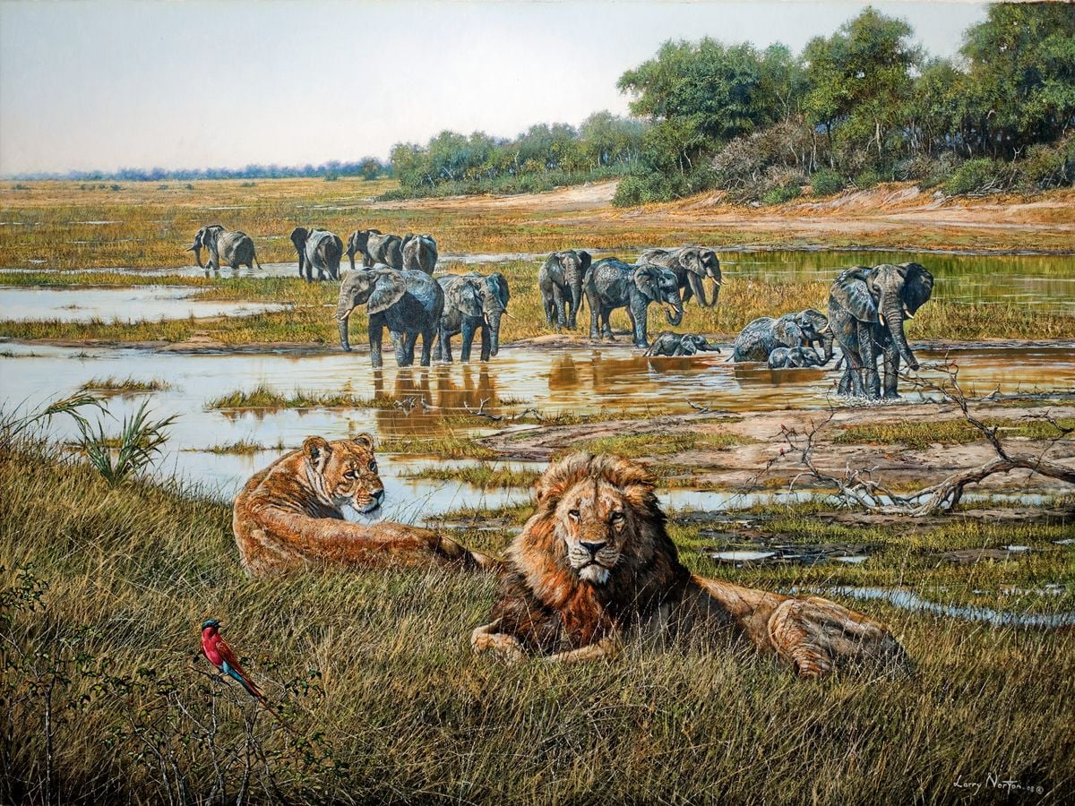 Linyanti Lion and Elephant by Larry Norton