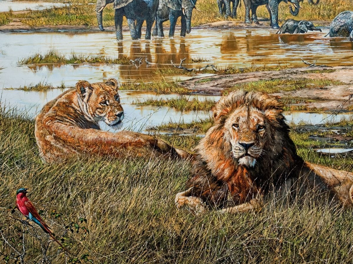 Linyanti Lion and Elephant by Larry Norton