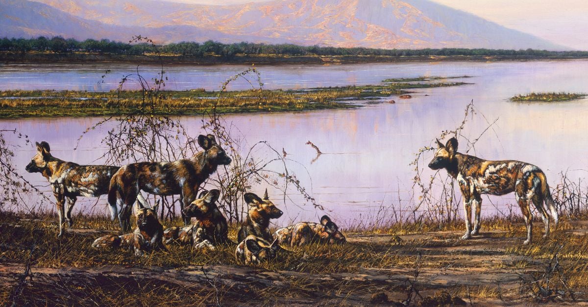 Wild Dogs, Ruckomechi by Larry Norton