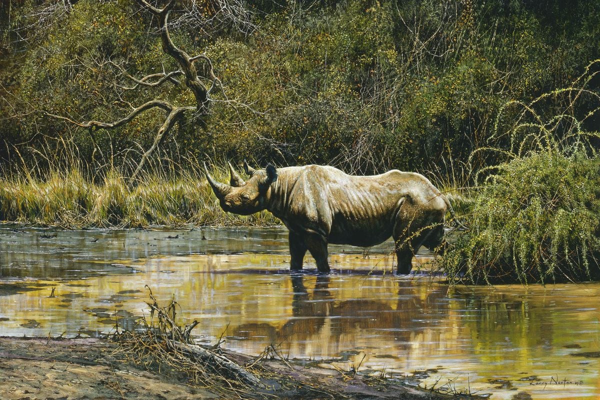 Zululand Black Rhino by Larry Norton