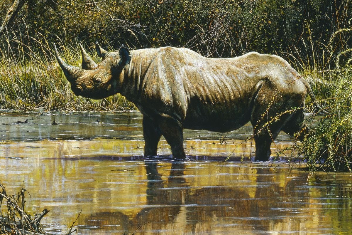 Zululand Black Rhino by Larry Norton